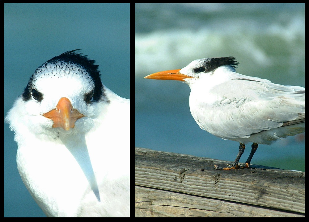 (55) oyster catcher montage.jpg   (1000x720)   240 Kb                                    Click to display next picture